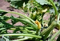 Zucchini plant fruit and flower Royalty Free Stock Photo