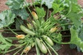 Zucchini plant in a vegetable garden Royalty Free Stock Photo