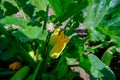 zucchini plant in the garden garden blooms and bears fruit in summer, organic vegetables. Royalty Free Stock Photo
