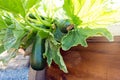 Zucchini plant Royalty Free Stock Photo