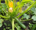 Zucchini plant with green fruits and blooming buds growing in the garden soil bed outdoors on a sunny summer day Royalty Free Stock Photo