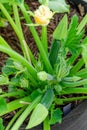 Zucchini Plant Growing in Garden Royalty Free Stock Photo