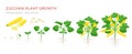 Zucchini plant growth from seed, sprout, flowering and mature plant with ripe fruits. Growing stages of squash vector