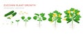 Zucchini plant growth from seed, sprout, flowering and mature plant with ripe fruits. Growing stages of squash vector