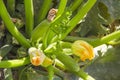 Zucchini Royalty Free Stock Photo