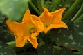 Zucchini plant with orange blossoms in garden, closeup Royalty Free Stock Photo