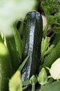 Zucchini Plant Royalty Free Stock Photo