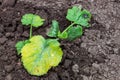 Zucchini plant is sick with chlorosis