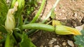 Zucchini plant on the soil fresh green flower Royalty Free Stock Photo