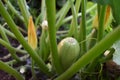 Zucchini plant and yellow zucchini flower in the garden Royalty Free Stock Photo