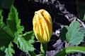 Zucchini plant with yellow flower and green leaves close up macro detail Royalty Free Stock Photo