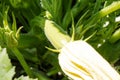 Zucchini plant with yellow flowers growing on the ground Royalty Free Stock Photo