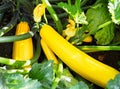 Zucchini plant.  Green vegetable marrow growing on bush. Courgettes blossoms Royalty Free Stock Photo