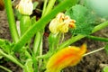 Zucchini flower and plant. Green vegetable marrow growing on bus Royalty Free Stock Photo