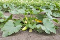 Zucchini plant. Zucchini flower. Green vegetable marrow growing on bush Royalty Free Stock Photo