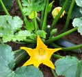 Zucchini plant.  Zucchini flower. Green vegetable marrow growing Royalty Free Stock Photo