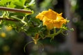 Zucchini plant. Zucchini flower. Green vegetable marrow growing on bush Royalty Free Stock Photo