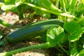 Zucchini plant. Zucchini flower. Green vegetable marrow growing on bush. Royalty Free Stock Photo