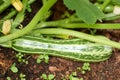 Zucchini plant. Zucchini flower. Green vegetable marrow growing on bush Royalty Free Stock Photo