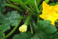 Zucchini plant. Zucchini flower. Green vegetable marrow growing bush Royalty Free Stock Photo