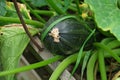 Zucchini plant. Zucchini flower. Green vegetable marrow growing bush Royalty Free Stock Photo