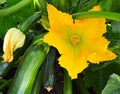 Zucchini plant. Zucchini flower. Green vegetable marrow growing Royalty Free Stock Photo