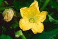 Zucchini plant. Zucchini flower. Green vegetable marrow growing Royalty Free Stock Photo