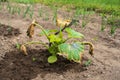 Zucchini plants damaged by frost. Zucchini plants show signs of frost damage on the leaves. Zucchini leaves are bitten Royalty Free Stock Photo