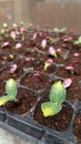 Zucchini seed sprouting