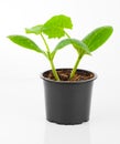 Zucchini seedlings in a pot Royalty Free Stock Photo