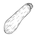 Zucchini sketch black line isolated on white background