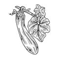 Zucchini sketch engraving vector illustration