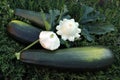 zucchini and squash on a background of green grass Royalty Free Stock Photo