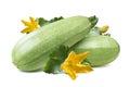 Zucchini squash flower leaves isolated on white background Royalty Free Stock Photo