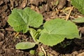 Zucchini, squash seedlings Royalty Free Stock Photo