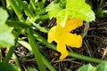 Zucchini stalk with a fruit and a flower growing in a permaculture garden on a ground covered with straw