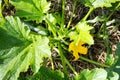 Zucchini stalk with a fruit and a flower growing in a permaculture garden on a ground covered with straw