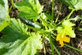 Zucchini stalk with a fruit and a flower growing in a permaculture garden on a ground covered with straw