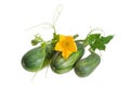 Zucchini and stalk with leaves, tendrils and flower