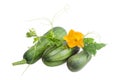 Zucchini and stalk with leaves, tendrils and flower