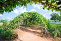 Zucchini tree plant on bamboo arch