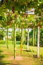 Zucchini tree plant on bamboo arch