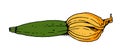 Zucchini vector color sketch