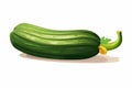 Zucchini vector flat minimalistic isolated illustration