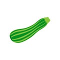 Zucchini vector illustration icon