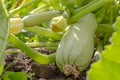 Zucchini vegetable garden vegetables sun Royalty Free Stock Photo