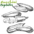 Zucchini vegetable set hand drawn vector illustration realistic sketch Royalty Free Stock Photo