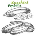 Zucchini vegetable set hand drawn vector illustration realistic sketch Royalty Free Stock Photo