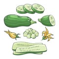 Zucchini vegetables colored sketch