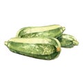 Zucchini watercolor illustration on white background